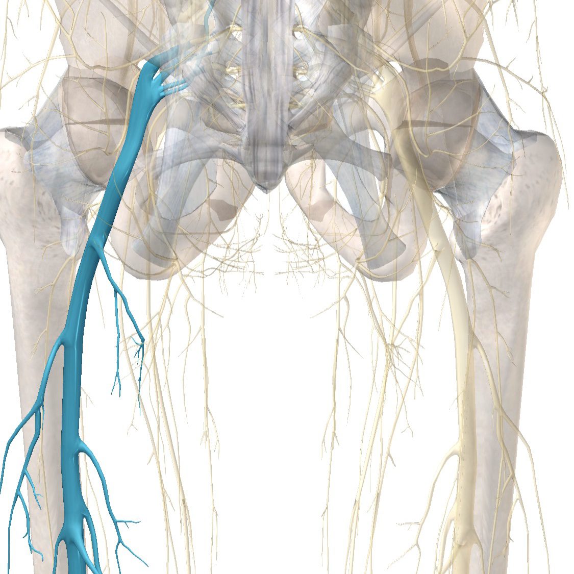 Sciatic Nerve Pain
